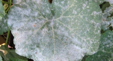 Proč po výsadbě do země listy okurek zbělají a co dělat